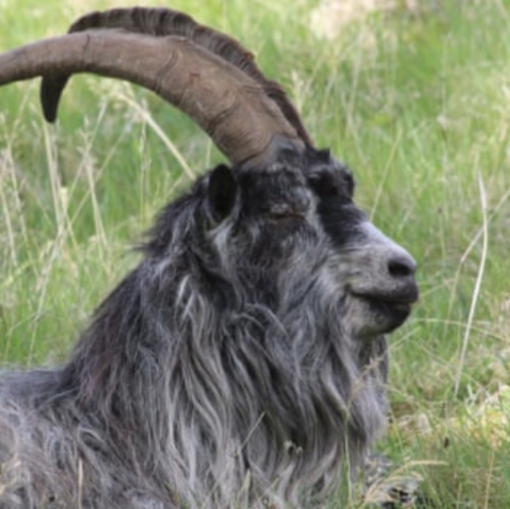Meet your Posher, Billygoat
